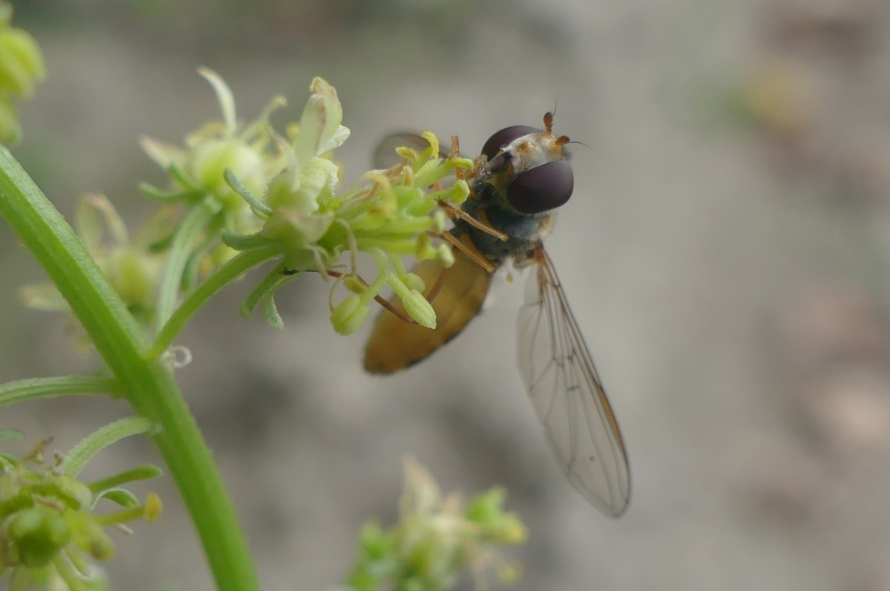 Syrphidae: Episyrphus balteatus, femmina